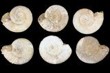 Lot: Perisphinctes Ammonite Fossils - Pieces #81278-1
